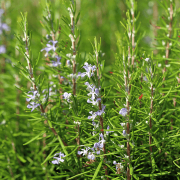 Romarin officinal - Rosmarinus officinalis