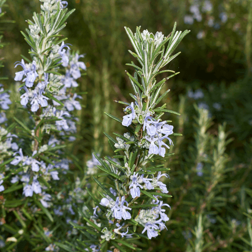 Romarin officinal - Rosmarinus officinalis - FLEURANDIE