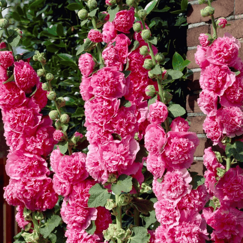 Rose tremiere double 'rosea' - Alcea pleniflora 'rosea' - FLEURANDIE