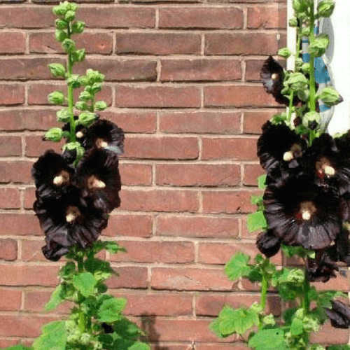 Rose trémière 'Nigra'- Alcea rosea 'Nigra' - FLEURANDIE