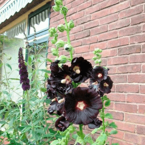 Rose trémière 'Nigra'- Alcea rosea 'Nigra' - FLEURANDIE