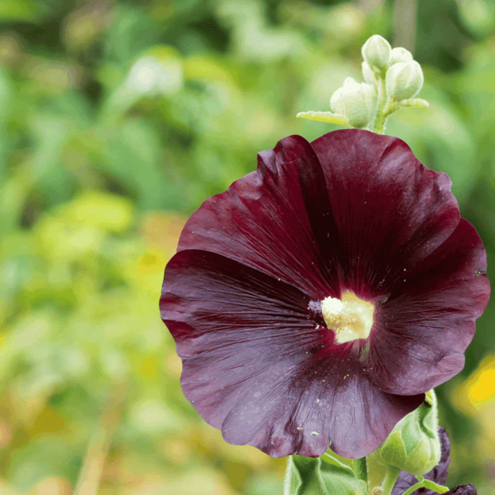 Rose trémière 'Nigra'- Alcea rosea 'Nigra' - FLEURANDIE