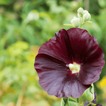 Rose trémière 'Nigra'- Alcea rosea 'Nigra'