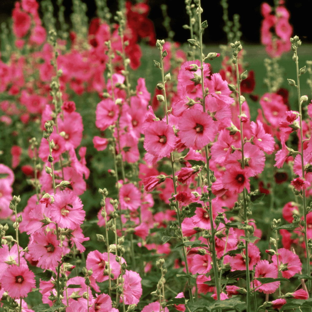 Rose tremiere simple - Alcea rosea ficifolia - FLEURANDIE