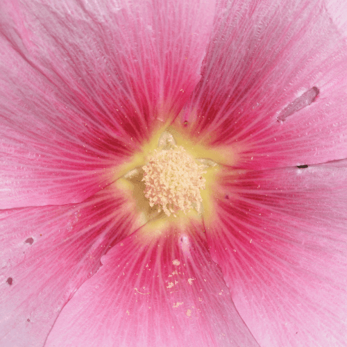 Rose tremiere simple - Alcea rosea ficifolia - FLEURANDIE