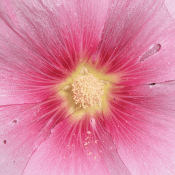 Rose tremiere simple - Alcea rosea ficifolia