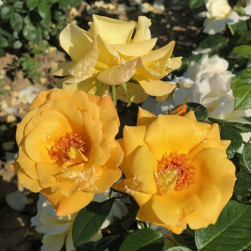 Rosier à fleurs groupées 'Arthur Bell' - Rosa floribunda 'Arthur Bell' - FLEURANDIE