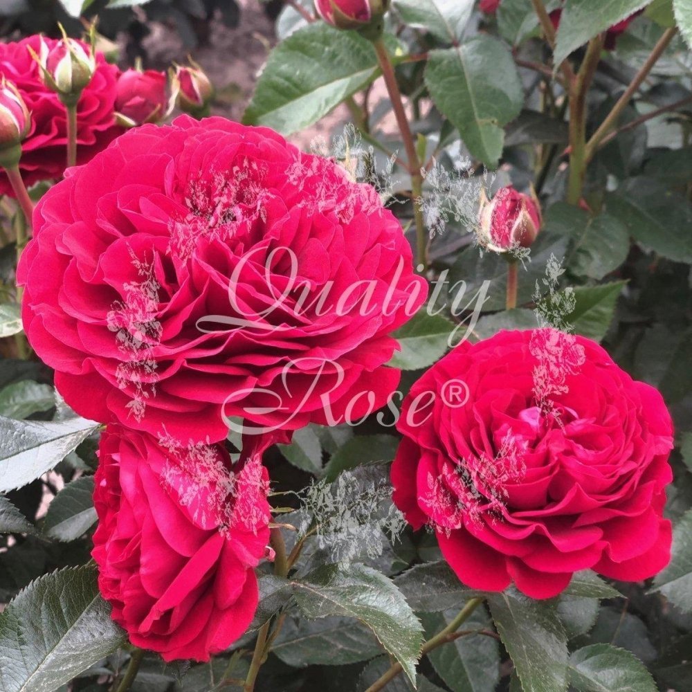 Rosier à fleurs groupées 'Bordeaux' - Rosa x floribunda 'Bordeaux' - FLEURANDIE