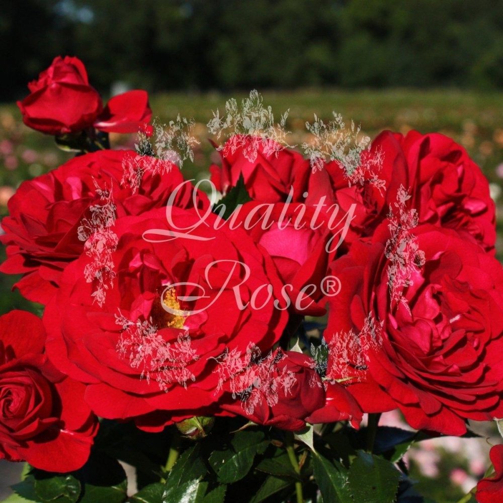 Rosier à fleurs groupées 'Bordeaux' - Rosa x floribunda 'Bordeaux' - FLEURANDIE
