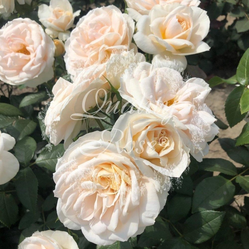 Rosier à fleurs groupées 'Lions Rose' - Rosa floribunda 'Lions Rose' - FLEURANDIE