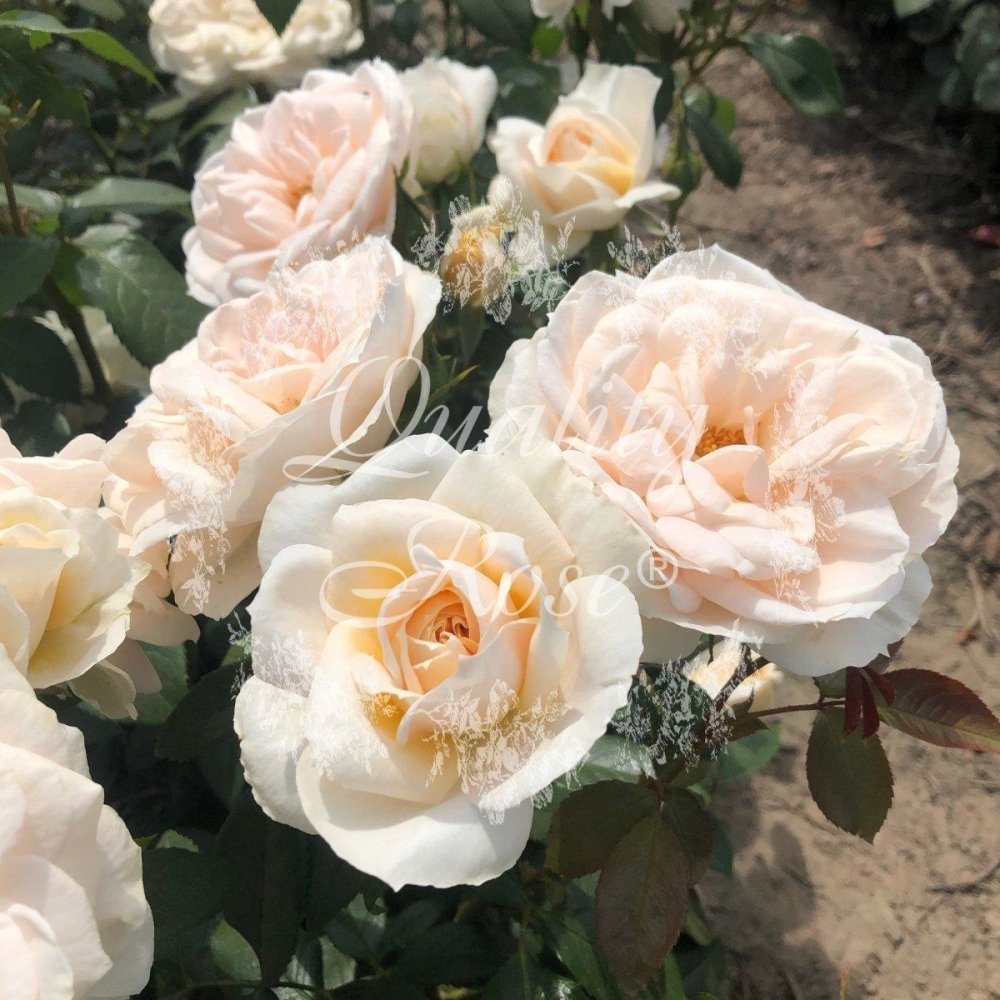 Rosier à fleurs groupées 'Lions Rose' - Rosa floribunda 'Lions Rose' - FLEURANDIE