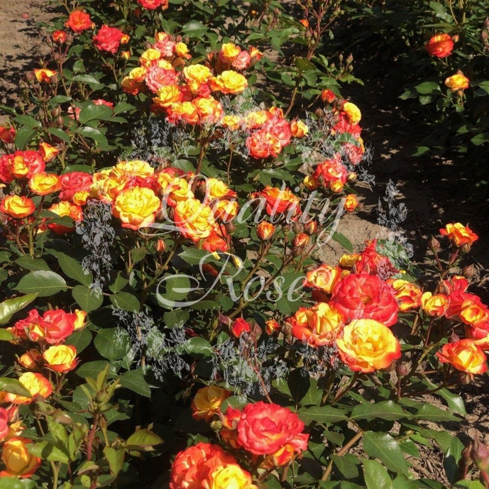 Rosier à fleurs groupées 'Rumba' - Rosa floribunda 'Rumba' - FLEURANDIE