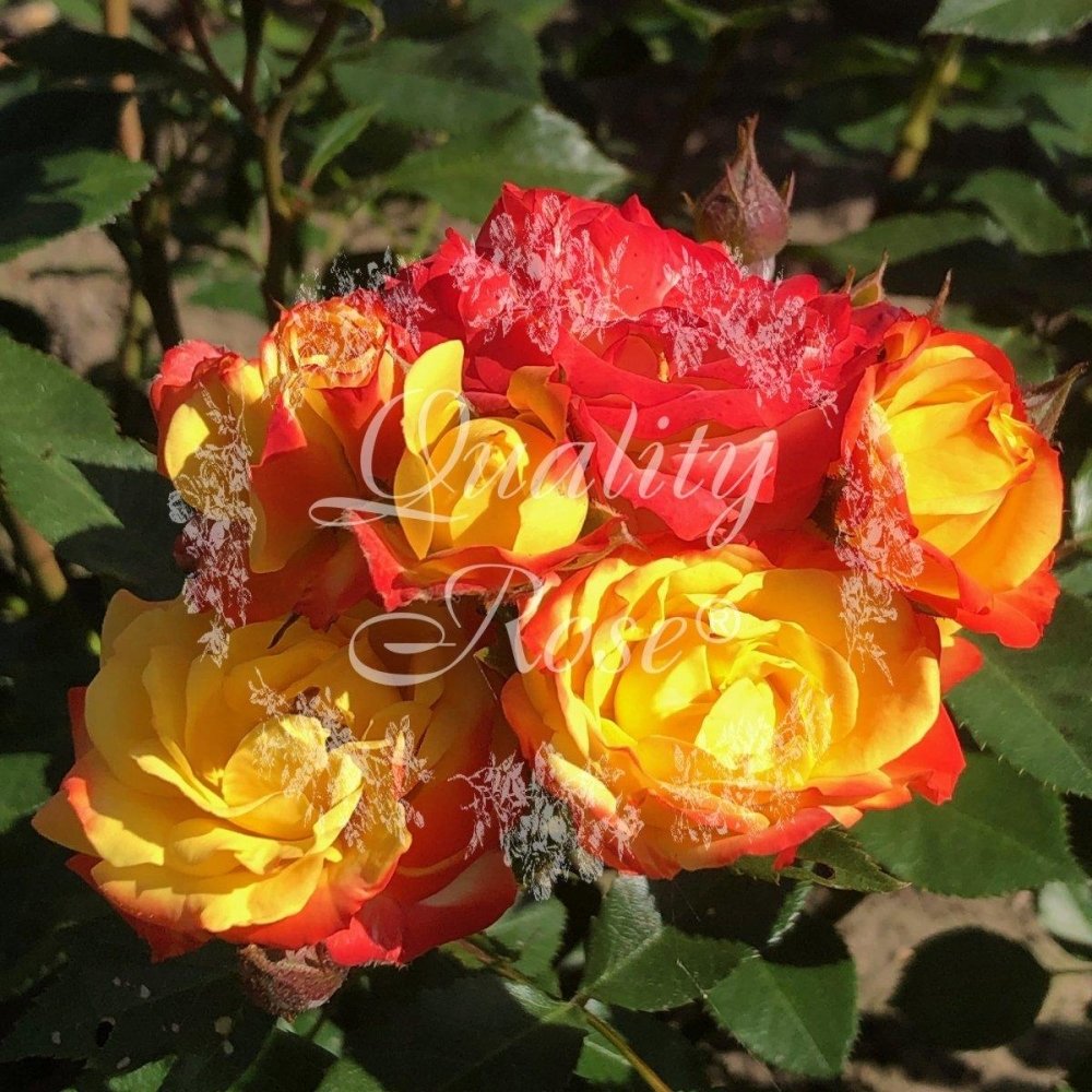 Rosier à fleurs groupées 'Rumba' - Rosa floribunda 'Rumba' - FLEURANDIE