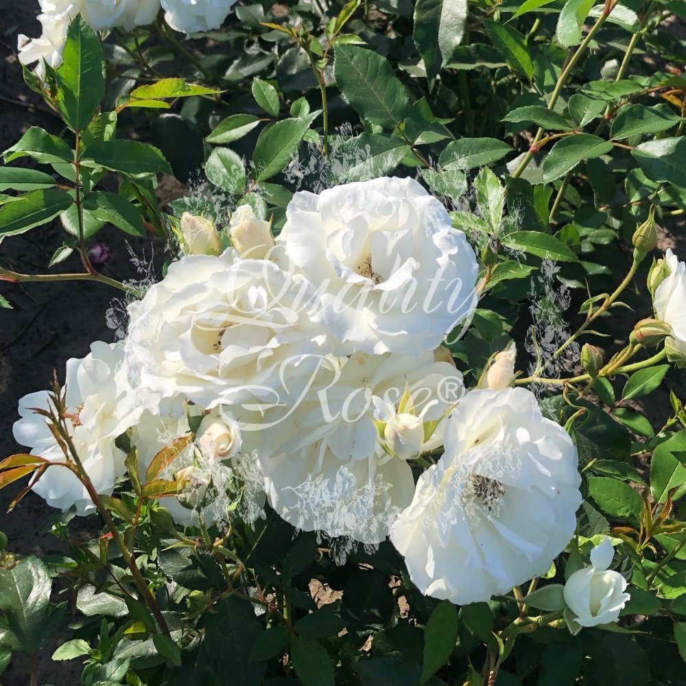 Rosier à fleurs groupées 'Schneewittchen' - Rosa floribunda 'Schneewittchen' - FLEURANDIE