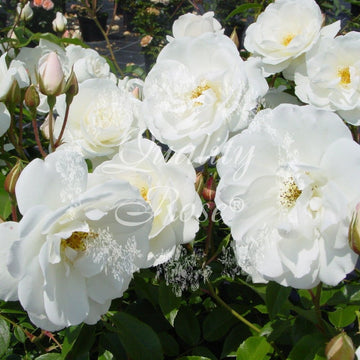 Rosier à fleurs groupées 'Schneewittchen' - Rosa floribunda 'Schneewittchen'