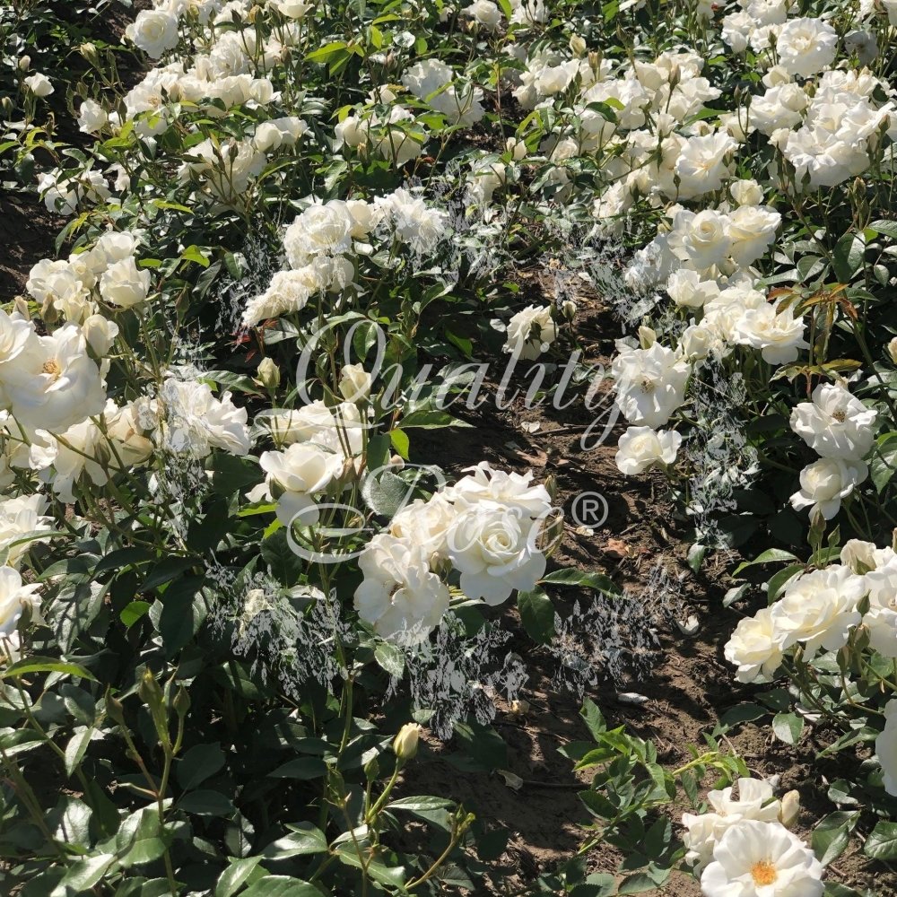 Rosier à fleurs groupées 'Schneewittchen' - Rosa floribunda 'Schneewittchen' - FLEURANDIE