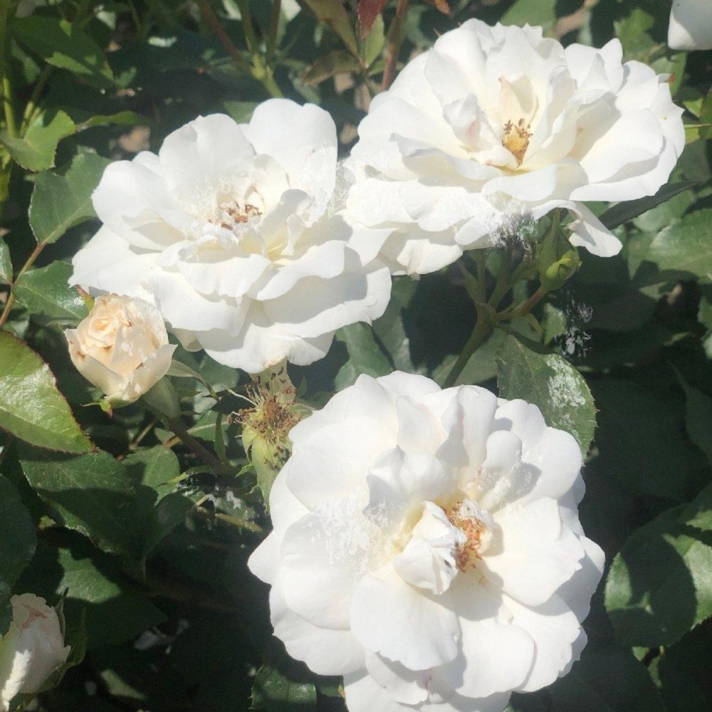 Rosier à massif 'Carte Blanche' - Rosa polyantha 'Carte Blanche' - FLEURANDIE