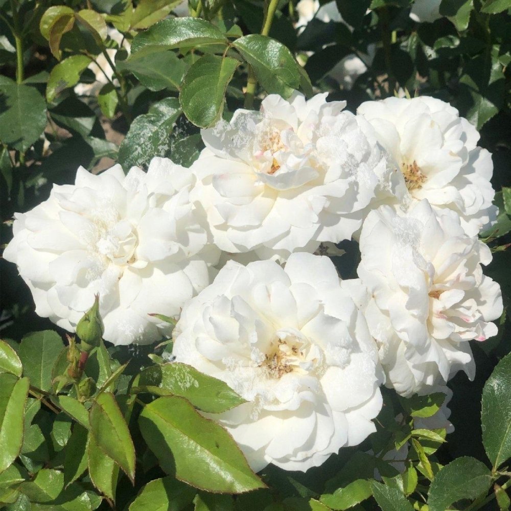 Rosier à massif 'Carte Blanche' - Rosa polyantha 'Carte Blanche' - FLEURANDIE