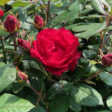 Rosier à massif 'Cherry Bonica' - Rosa x polyantha 'Cherry Bonica'