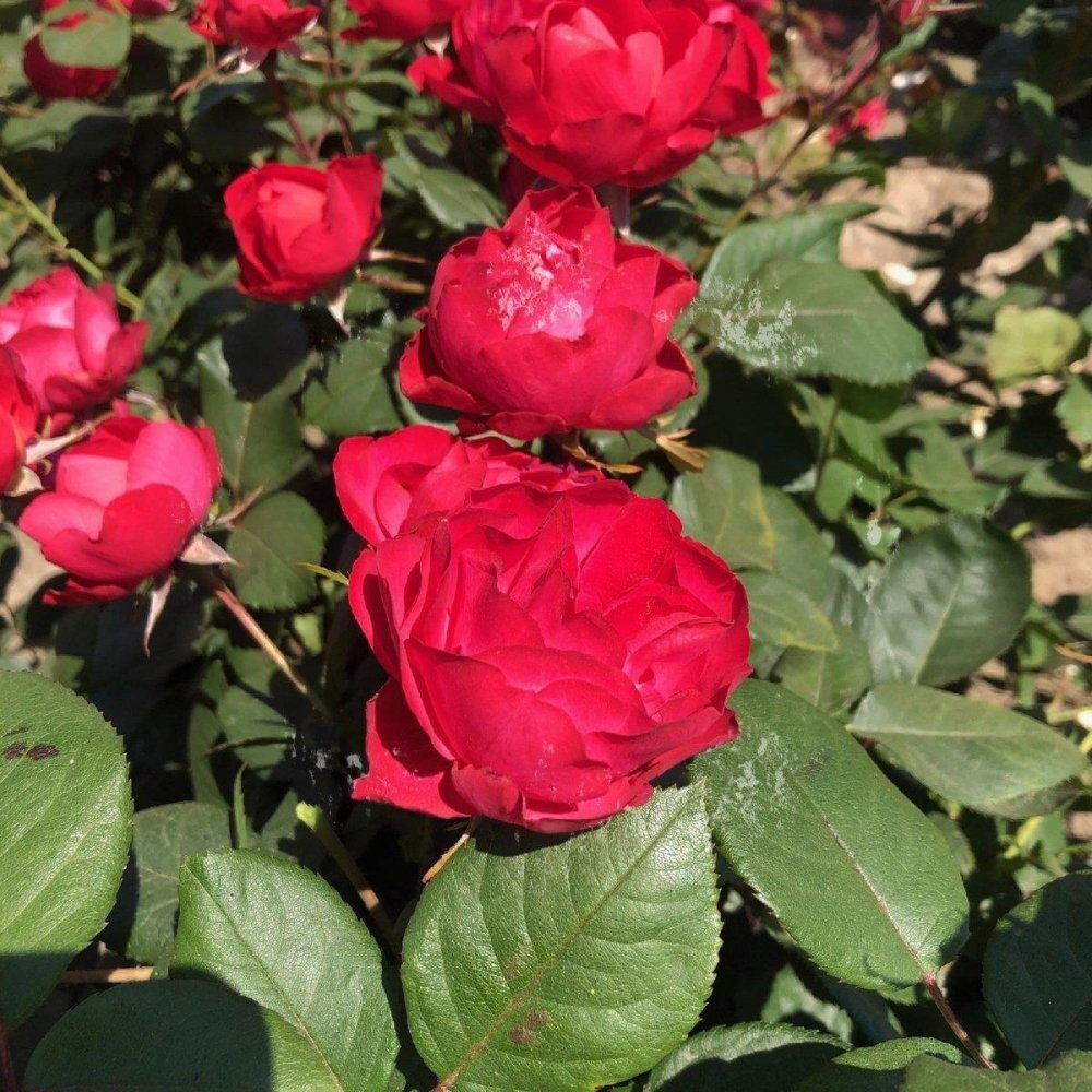 Rosier à massif 'Cherry Bonica' - Rosa x polyantha 'Cherry Bonica' - FLEURANDIE