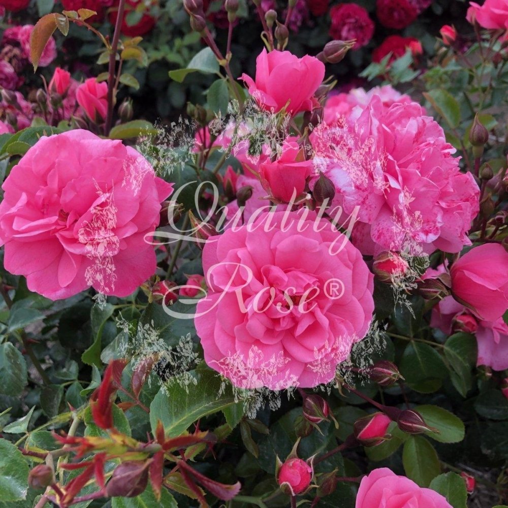 Rosier à massif 'Pink Meilove' - Rosa floribunda 'Lavender Meidiland' - FLEURANDIE