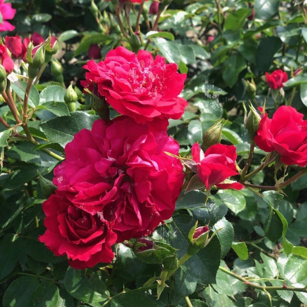 Rosier à massif 'Red Meilove' - Rosa floribunda 'Red Meilove' - FLEURANDIE