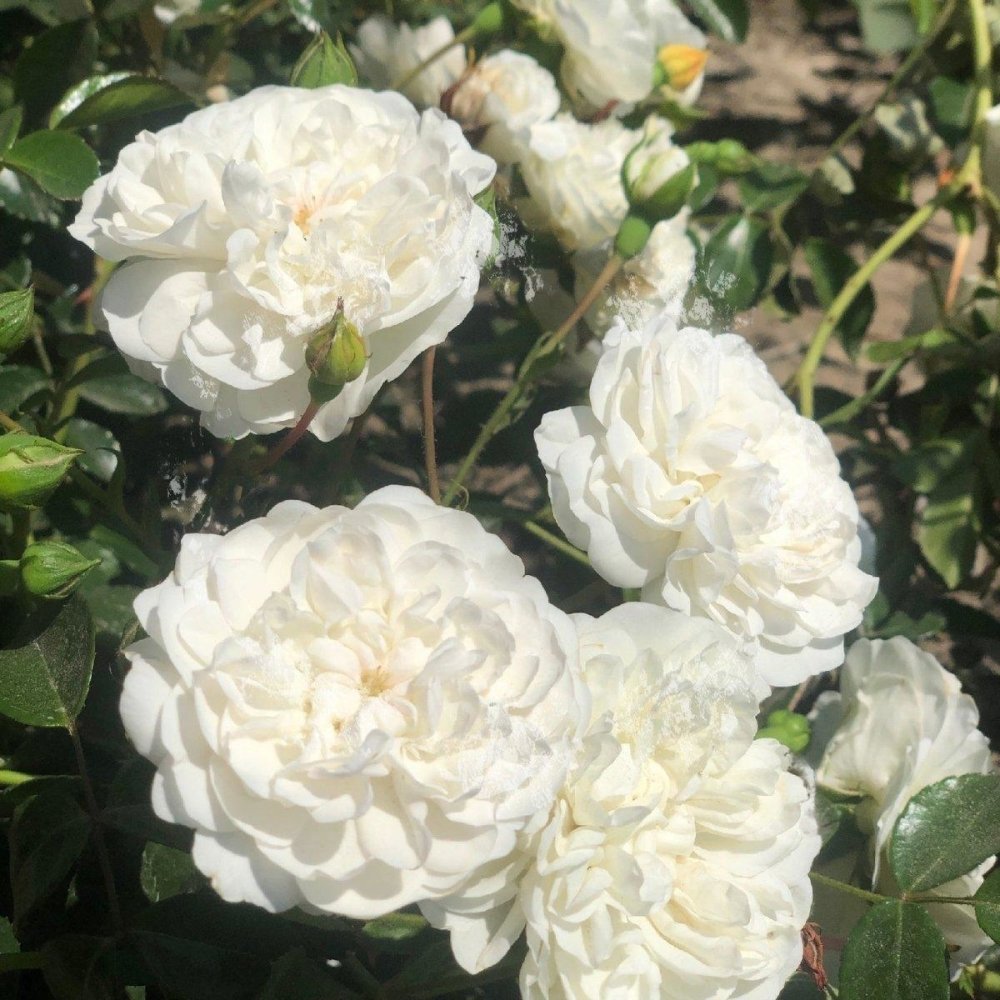 Rosier à massif 'Swany' - Rosa floribunda 'Swany' - FLEURANDIE