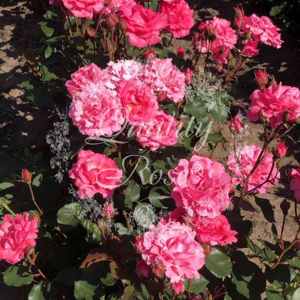 Rosier à massif 'Tom Tom' - Rosa floribunda 'Tom Tom' - FLEURANDIE