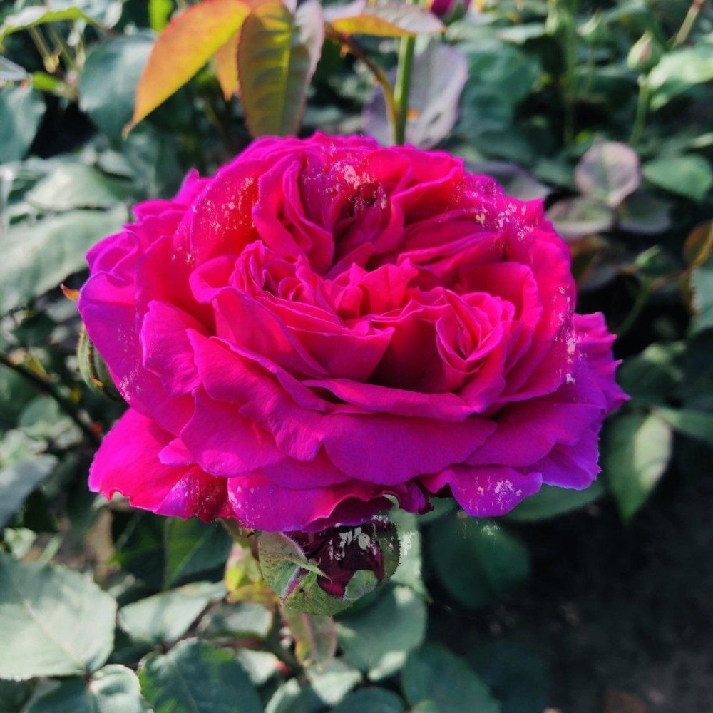 Rosier ancien Bourbon 'Madame Isaac Pereire' - Rosa Bourbon 'Madame Isaac Pereire' - FLEURANDIE