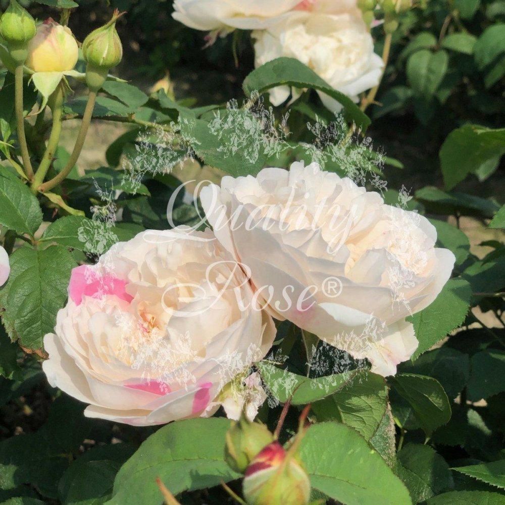 Rosier anglais 'Winchester Cathedral' - Rosa 'Winchester Cathedral' - FLEURANDIE