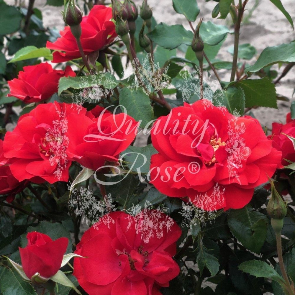Rosier arbuste 'La Sevillana' - Rosa arbuste 'La Sevillana' - FLEURANDIE