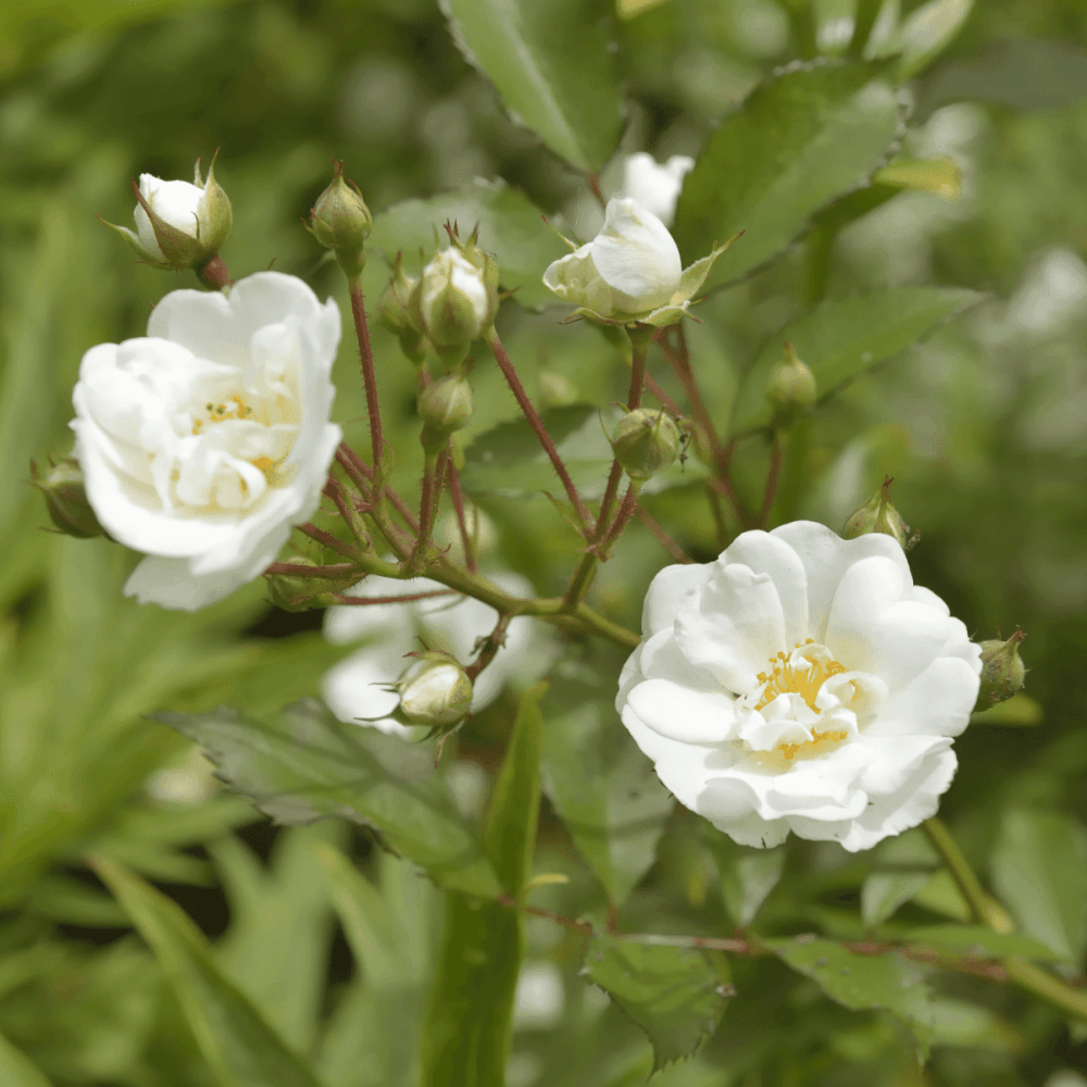 Rosier couvre-sol 'Diamant' - Rosa polyantha 'Diamant' - FLEURANDIE