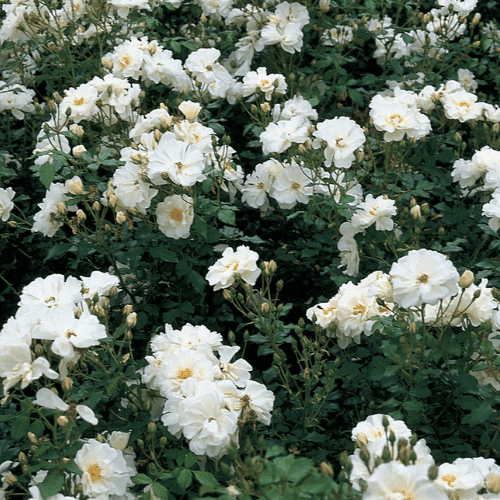 Rosier couvre-sol 'Diamant' - Rosa polyantha 'Diamant' - FLEURANDIE