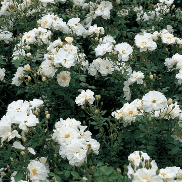 Rosier couvre-sol 'Diamant' - Rosa polyantha 'Diamant'