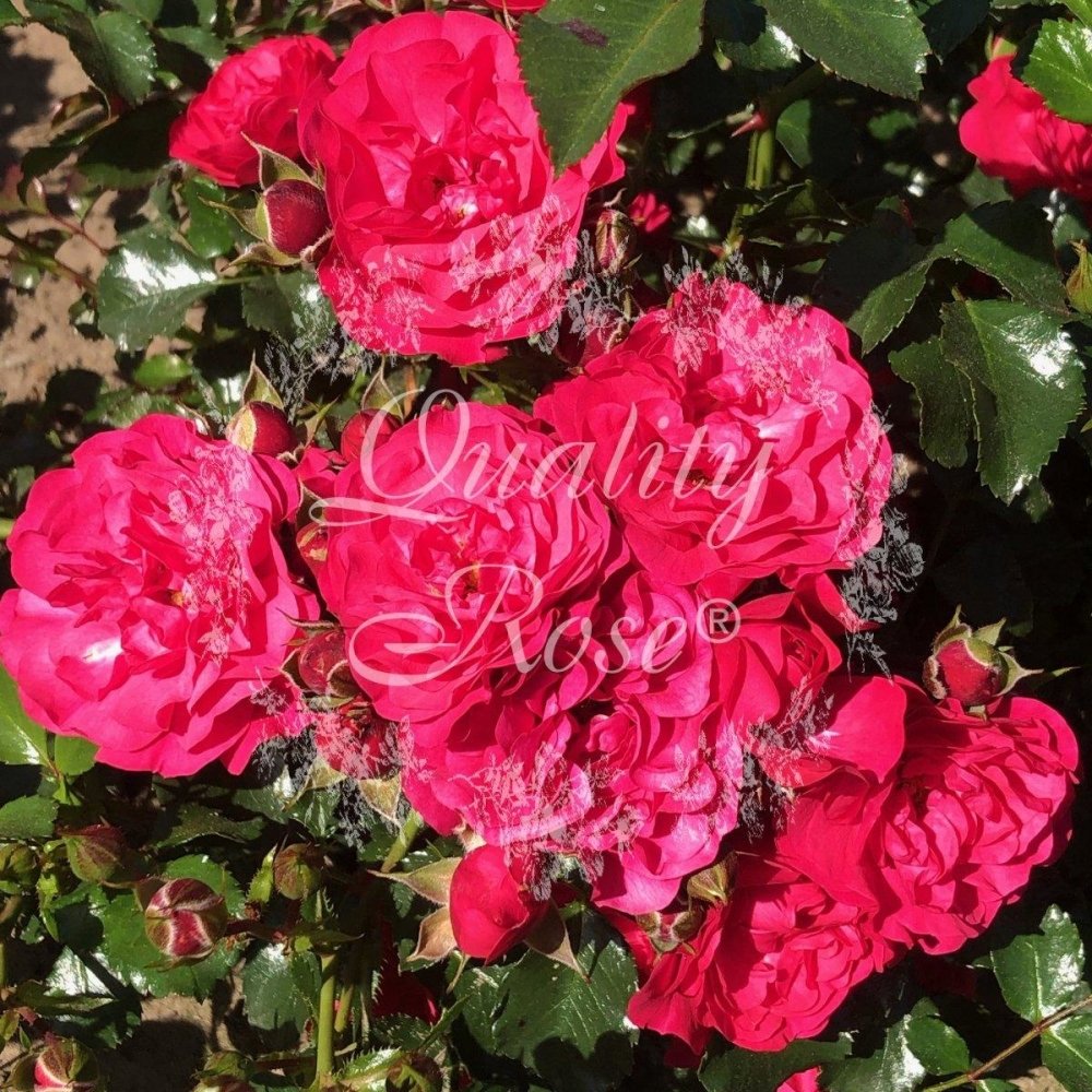 Rosier couvre-sol 'Toscana' - Rosa polyantha 'Toscana' - FLEURANDIE