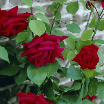 Rosier 'Ena Harkness' - Rosa Thé moderne 'Ena Harkness'