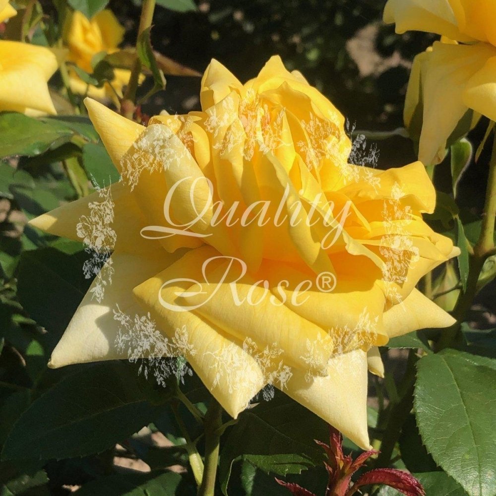 Rosier 'Gold Star' - Rosa Thé moderne 'Gold Star' - FLEURANDIE