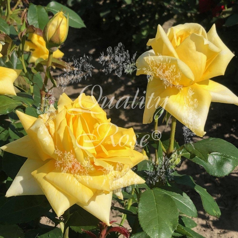 Rosier 'Gold Star' - Rosa Thé moderne 'Gold Star' - FLEURANDIE