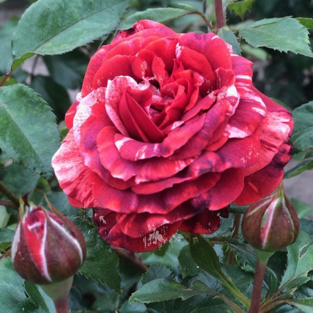 Rosier grimpant 'Brownie' - Rosa x grimpant 'Brownie' - FLEURANDIE