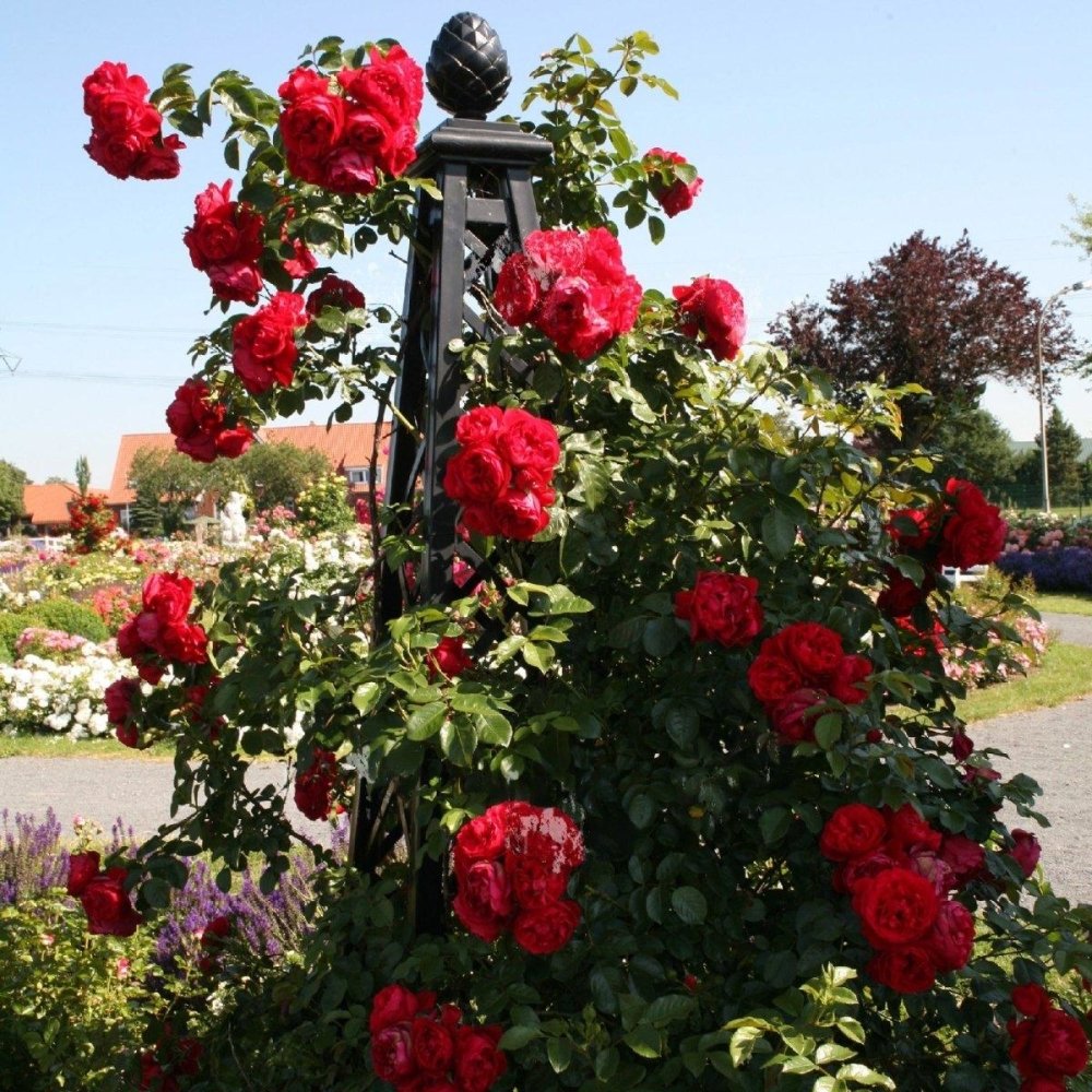 Rosier grimpant 'Florentina' - Rosa x grimpant 'Florentina' - FLEURANDIE