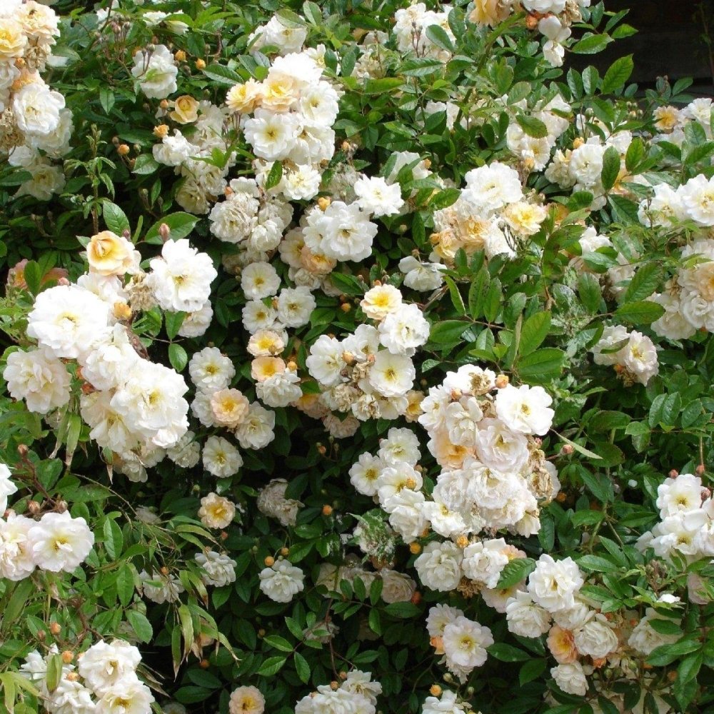 Rosier grimpant 'Ghislaine de Féligonde' - Rosa x grimpant 'Rosa x grimpant 'Ghislaine de Féligonde' - FLEURANDIE