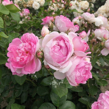 Rosier grimpant 'Jasmina' - Rosa grimpant 'Jasmina'