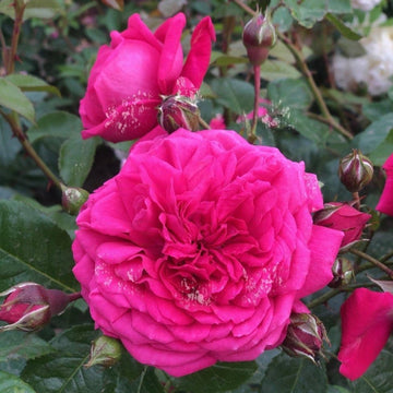 Rosier grimpant 'Laguna' - Rosa grimpant 'Laguna'