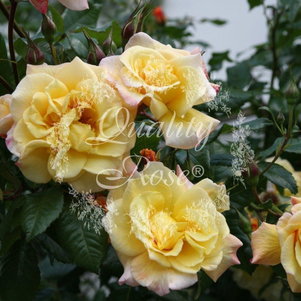 Rosier grimpant 'Moonlight' - Rosa grimpant 'Moonlight' - FLEURANDIE