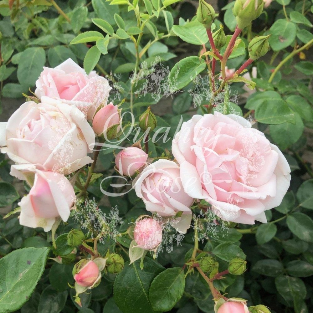 Rosier grimpant 'New Dawn' - Rosa grimpant 'New Dawn' - FLEURANDIE