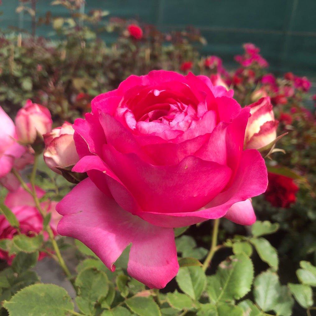 Rosier grimpant 'Red Eden Rose' - Rosa grimpant 'Red Eden Rose' - FLEURANDIE