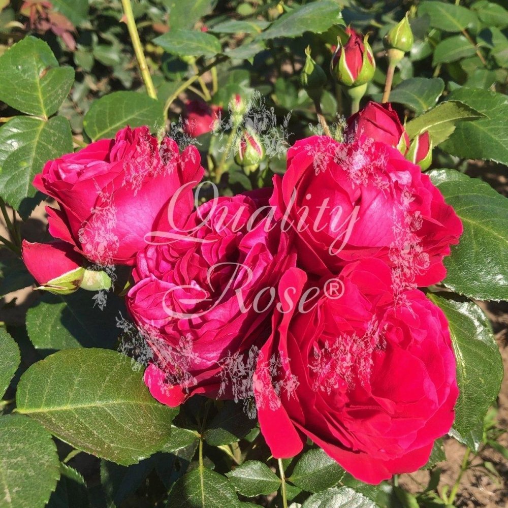 Rosier grimpant 'Red Eden Rose' - Rosa grimpant 'Red Eden Rose' - FLEURANDIE