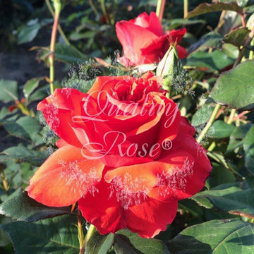 Rosier 'Kanegem' - Rosa Thé moderne 'Kanegem'