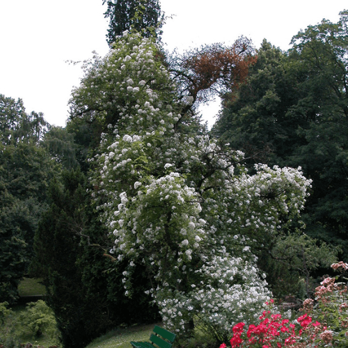 Rosier liane 'Kiftsgate' - Rosa liane 'Kiftsgate' - FLEURANDIE