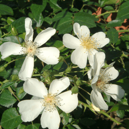 Rosier liane 'Kiftsgate' - Rosa liane 'Kiftsgate' - FLEURANDIE